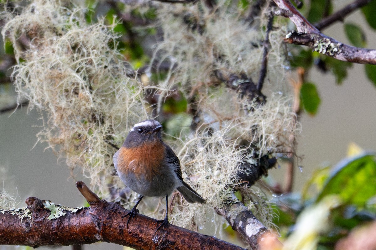 Rufous-breasted Chat-Tyrant - ML643613169