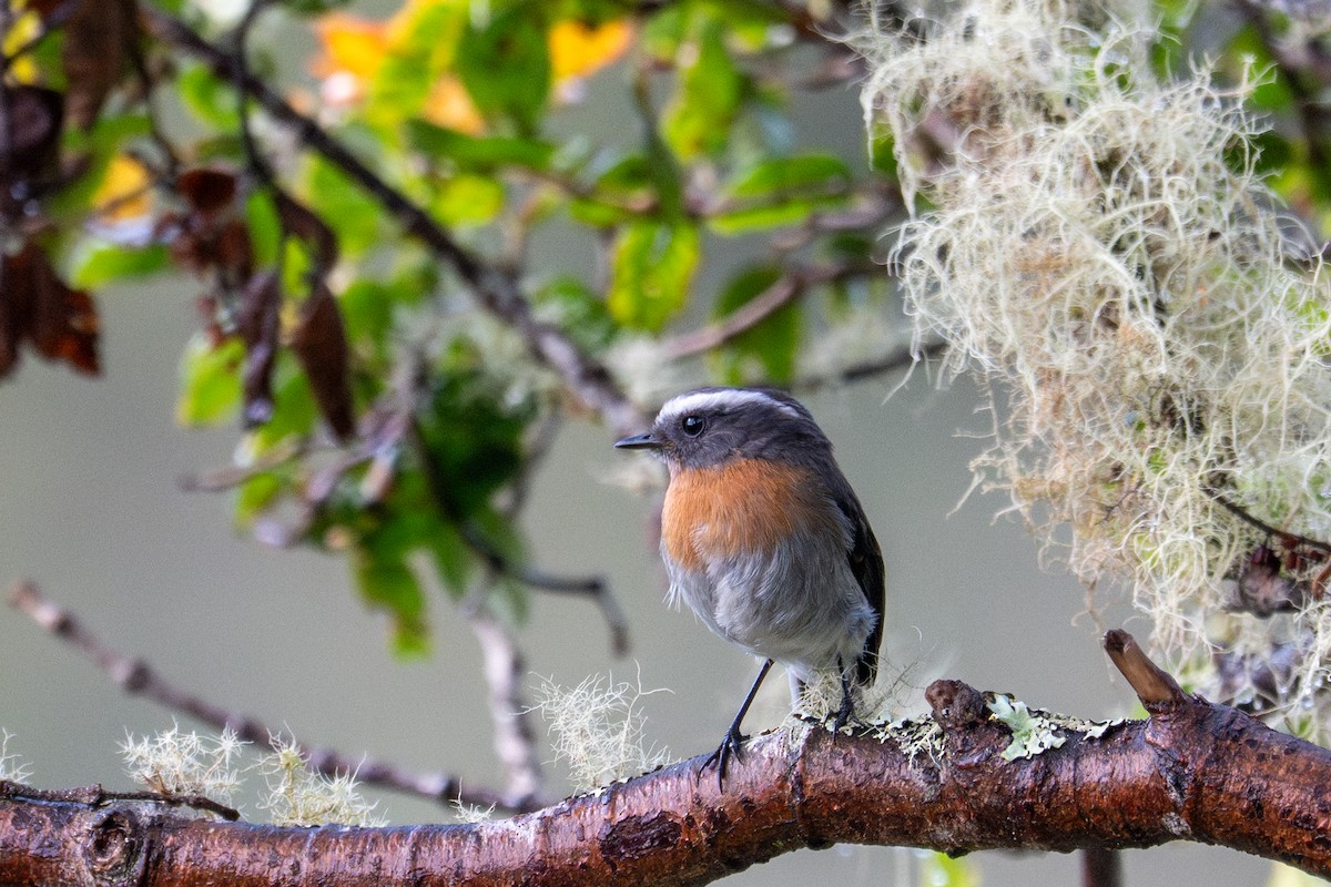Rufous-breasted Chat-Tyrant - ML643613170