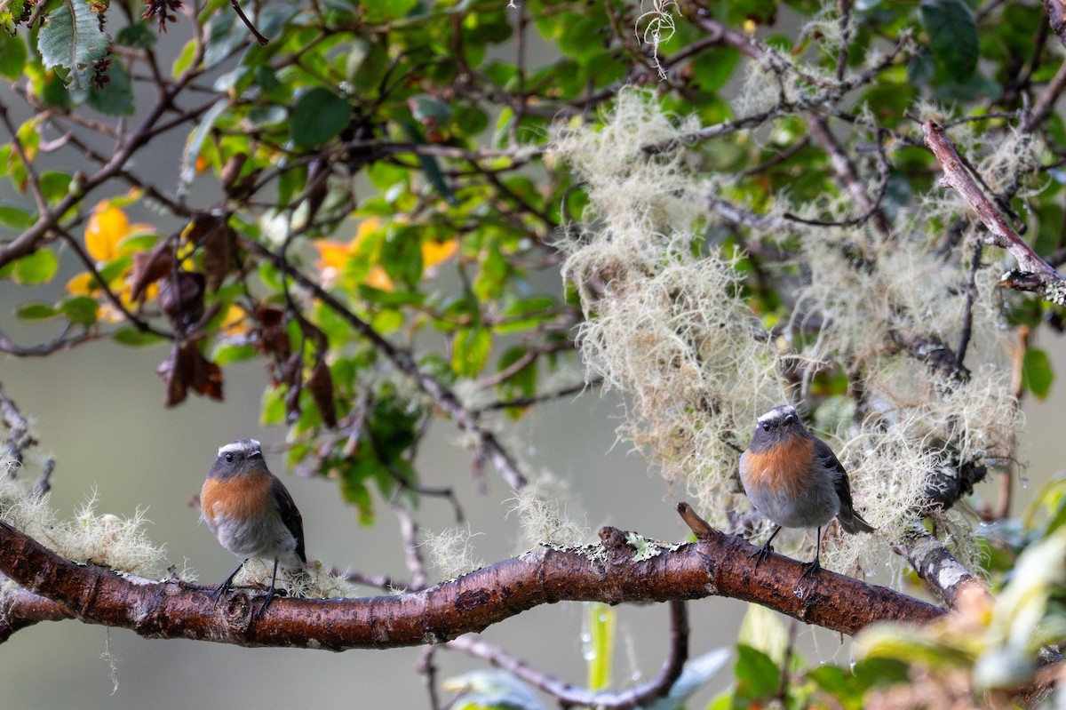 Rufous-breasted Chat-Tyrant - ML643613171
