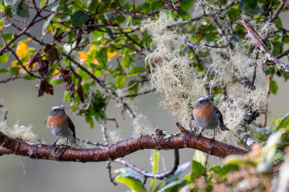 Rufous-breasted Chat-Tyrant - ML643613172