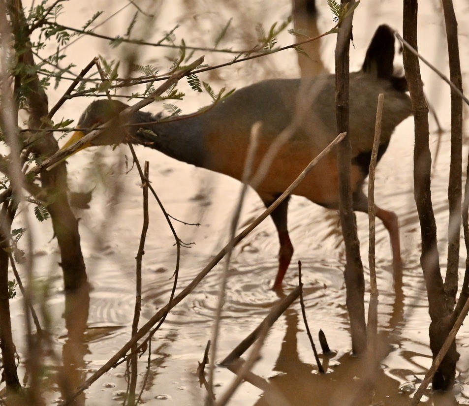 Gray-cowled Wood-Rail - ML643613187