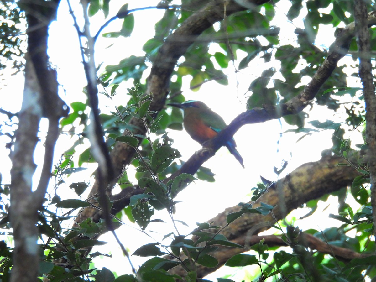 Turquoise-browed Motmot - ML643613191