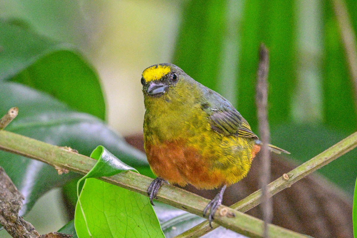 Olive-backed Euphonia - ML643613219