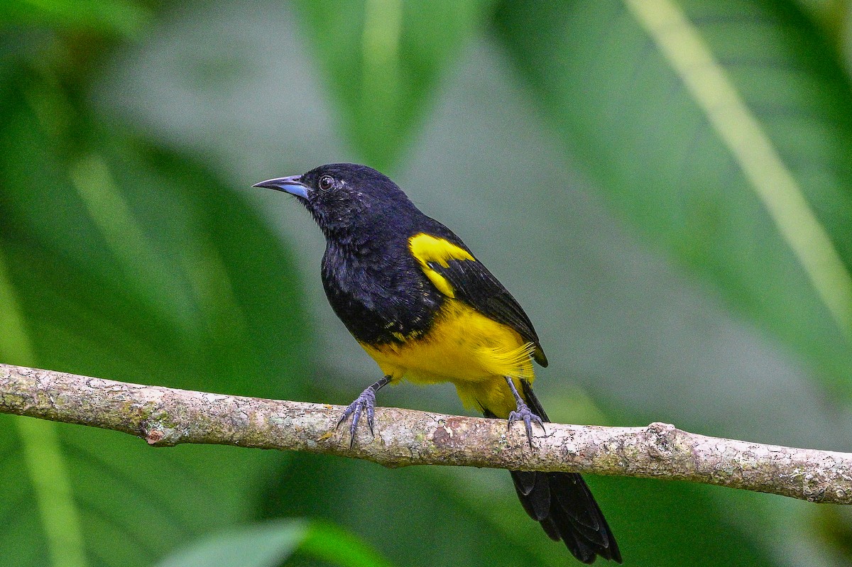 Black-cowled Oriole - ML643613232