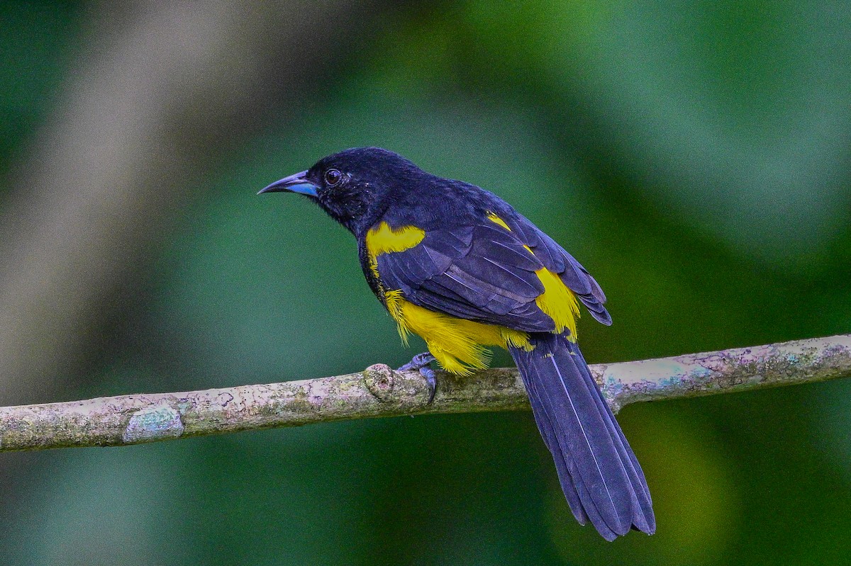 Black-cowled Oriole - ML643613251