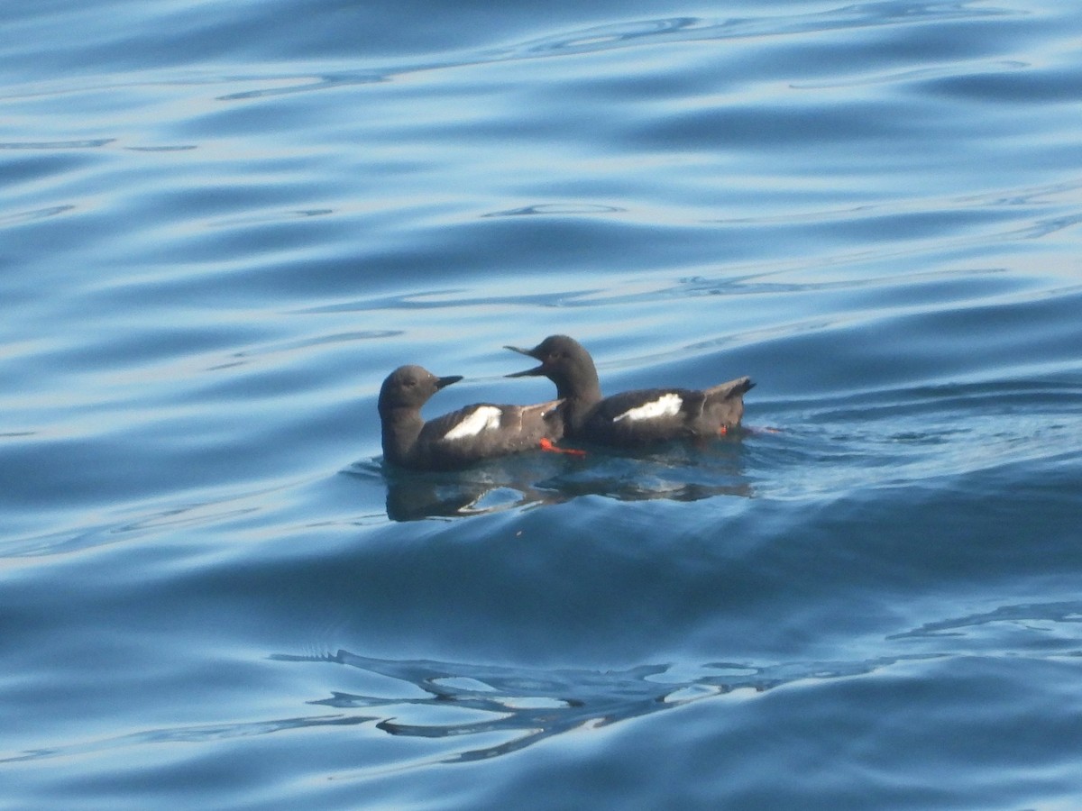 Pigeon Guillemot - ML643613260