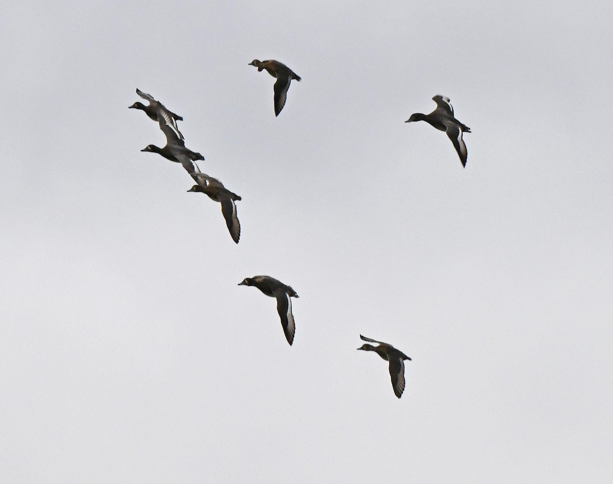 Greater/Lesser Scaup - ML643613272