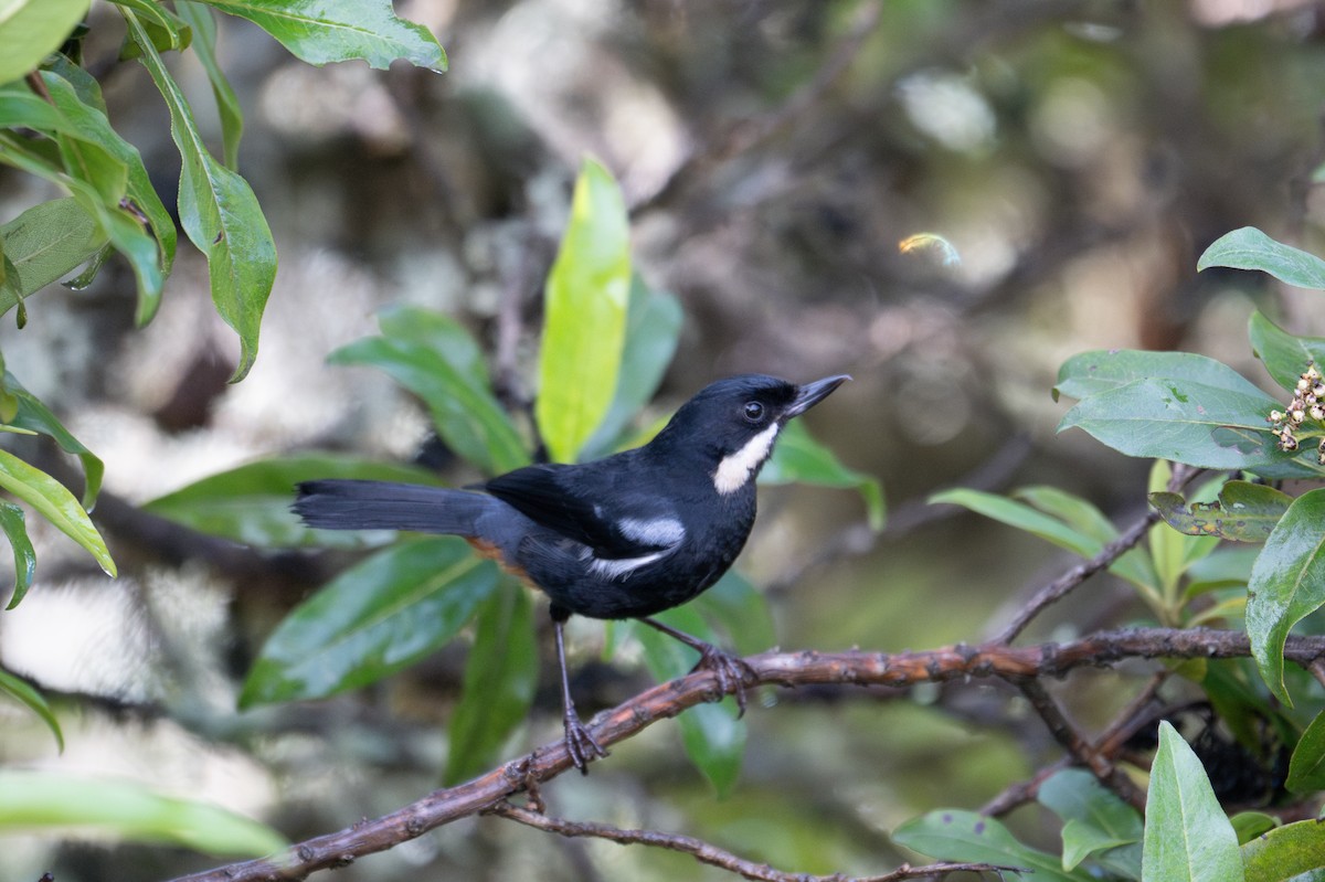 Barthakenschnabel - ML643613278