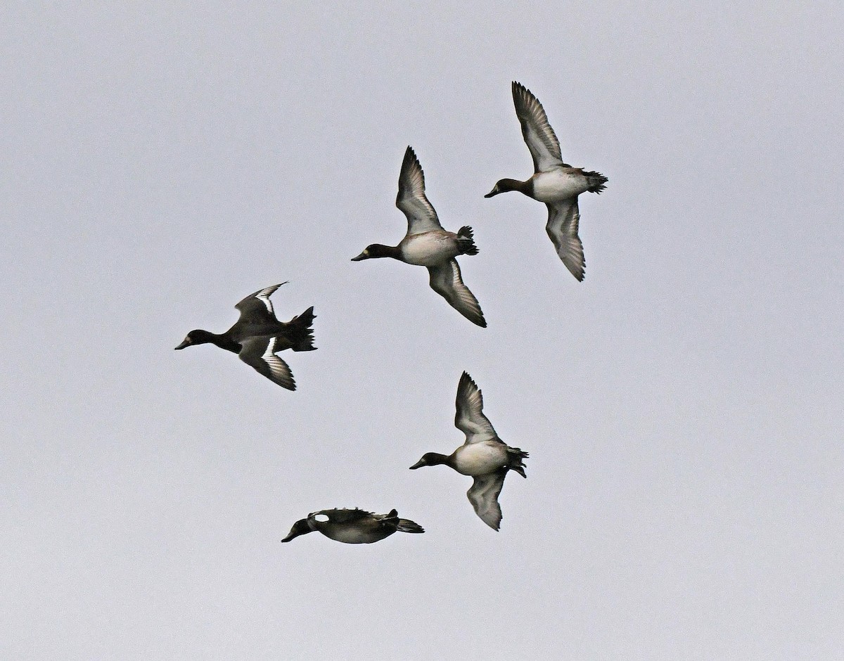 Greater/Lesser Scaup - ML643613287