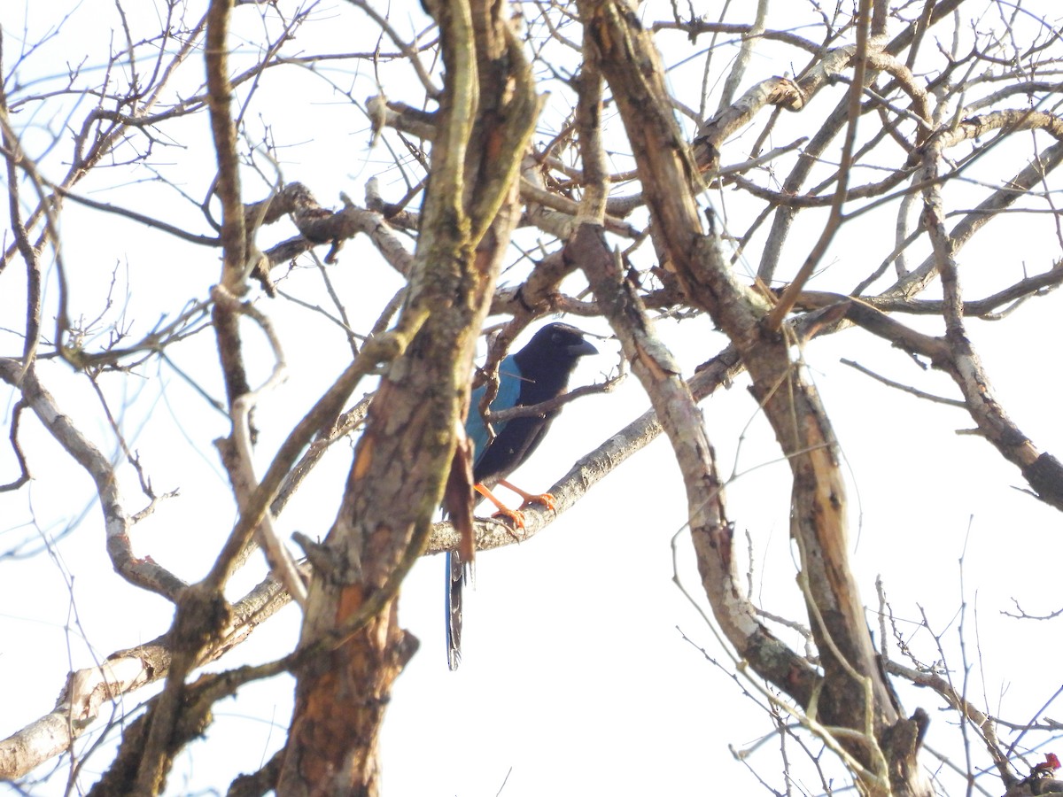 Yucatan Jay - ML643613293
