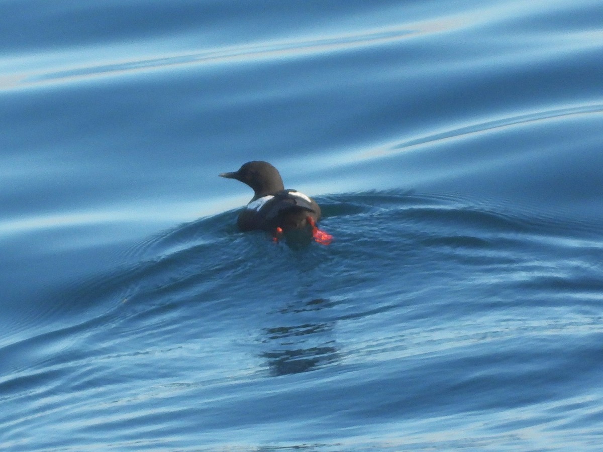 Pigeon Guillemot - ML643613295