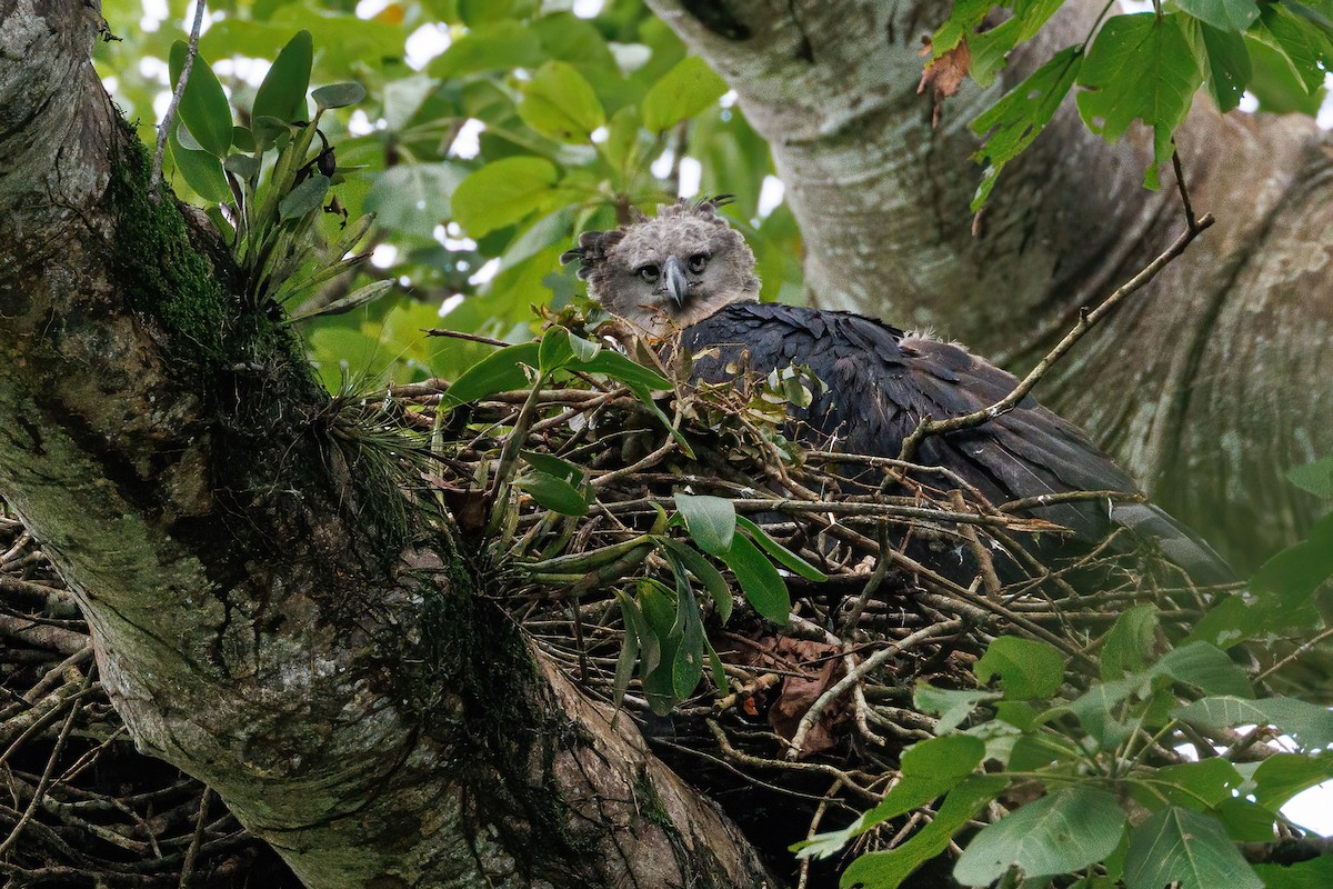 Harpie féroce - ML643613305