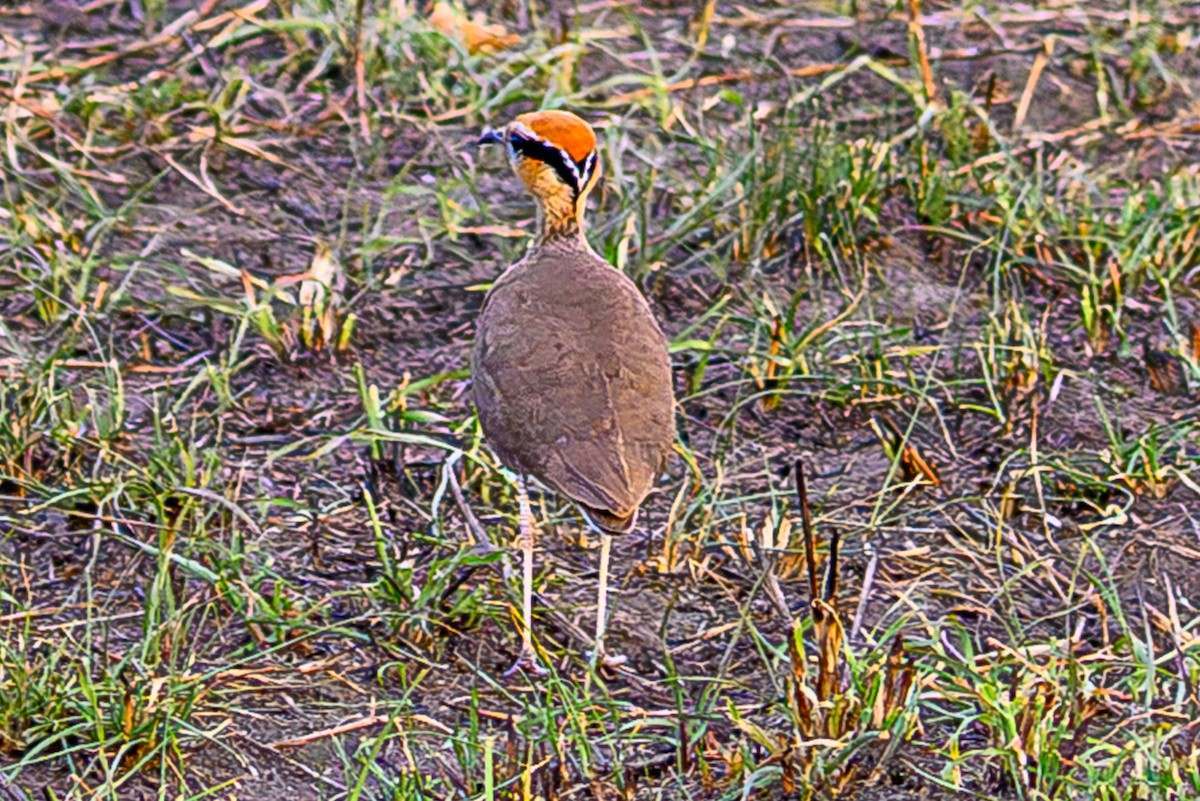 Temminckrennvogel - ML643613307