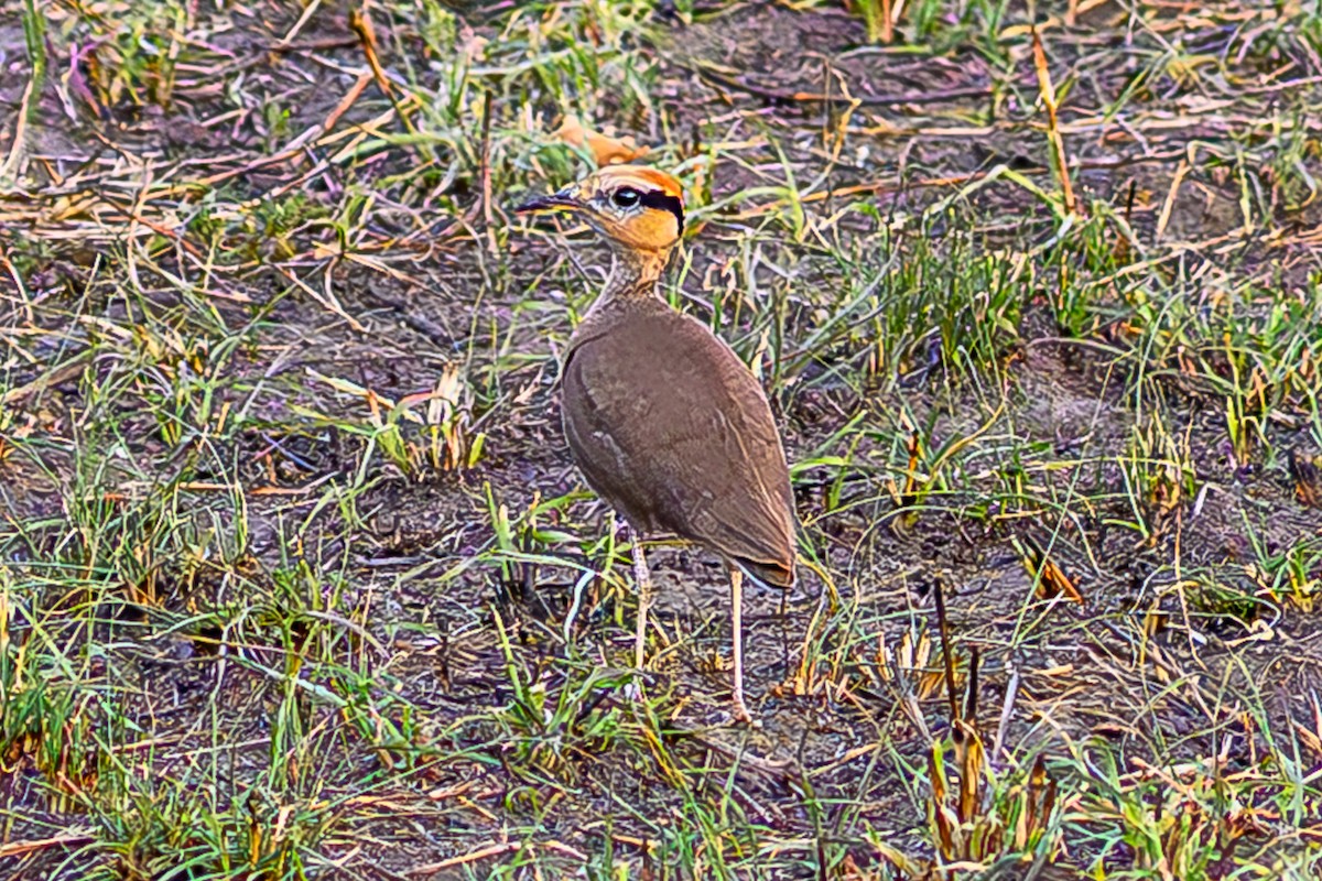 Temminckrennvogel - ML643613308