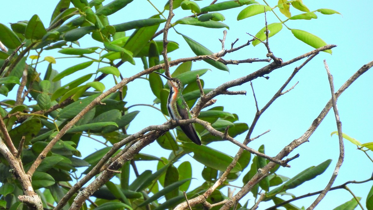 Green-breasted Mango - ML643613345
