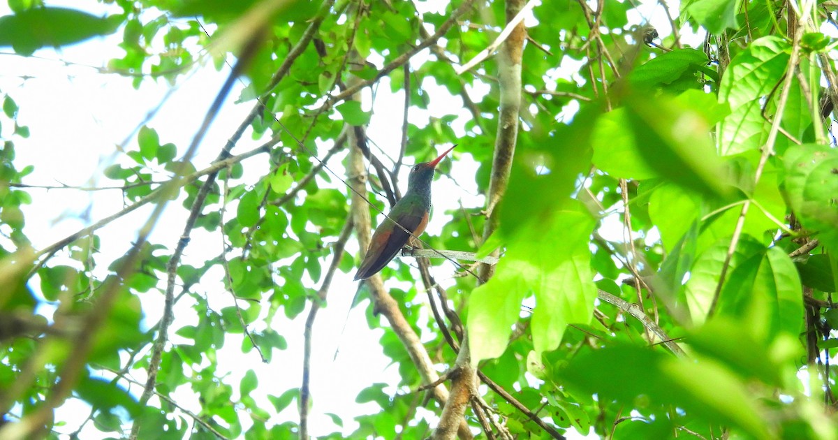 アカハシエメラルドハチドリ（yucatanensis） - ML643613351