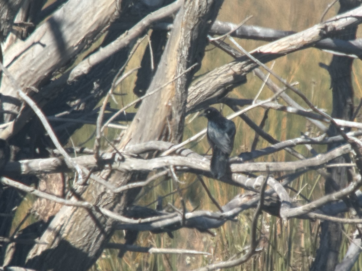 Großschwanzgrackel - ML643613368