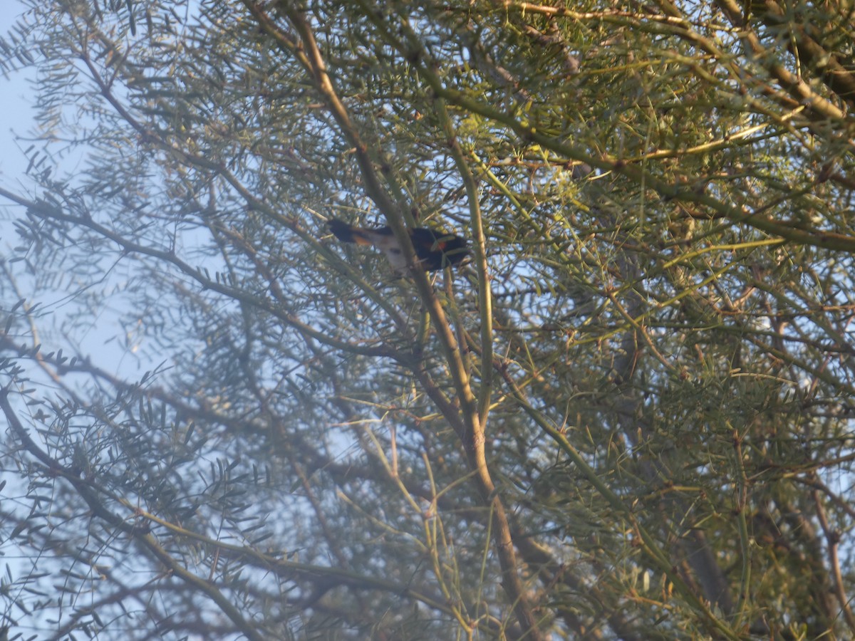 American Redstart - ML643613387