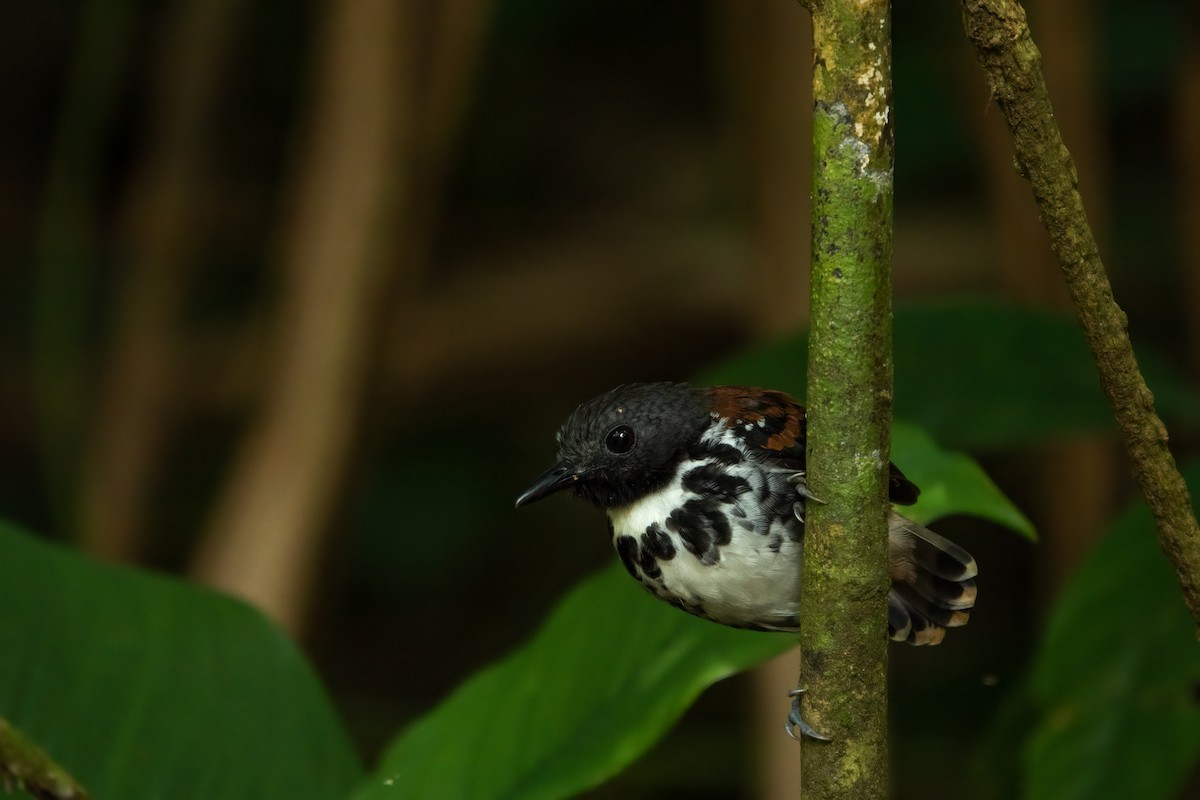 Spotted Antbird - ML643613389