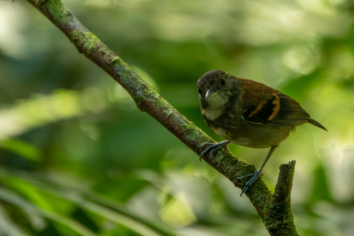 Spotted Antbird - ML643613390