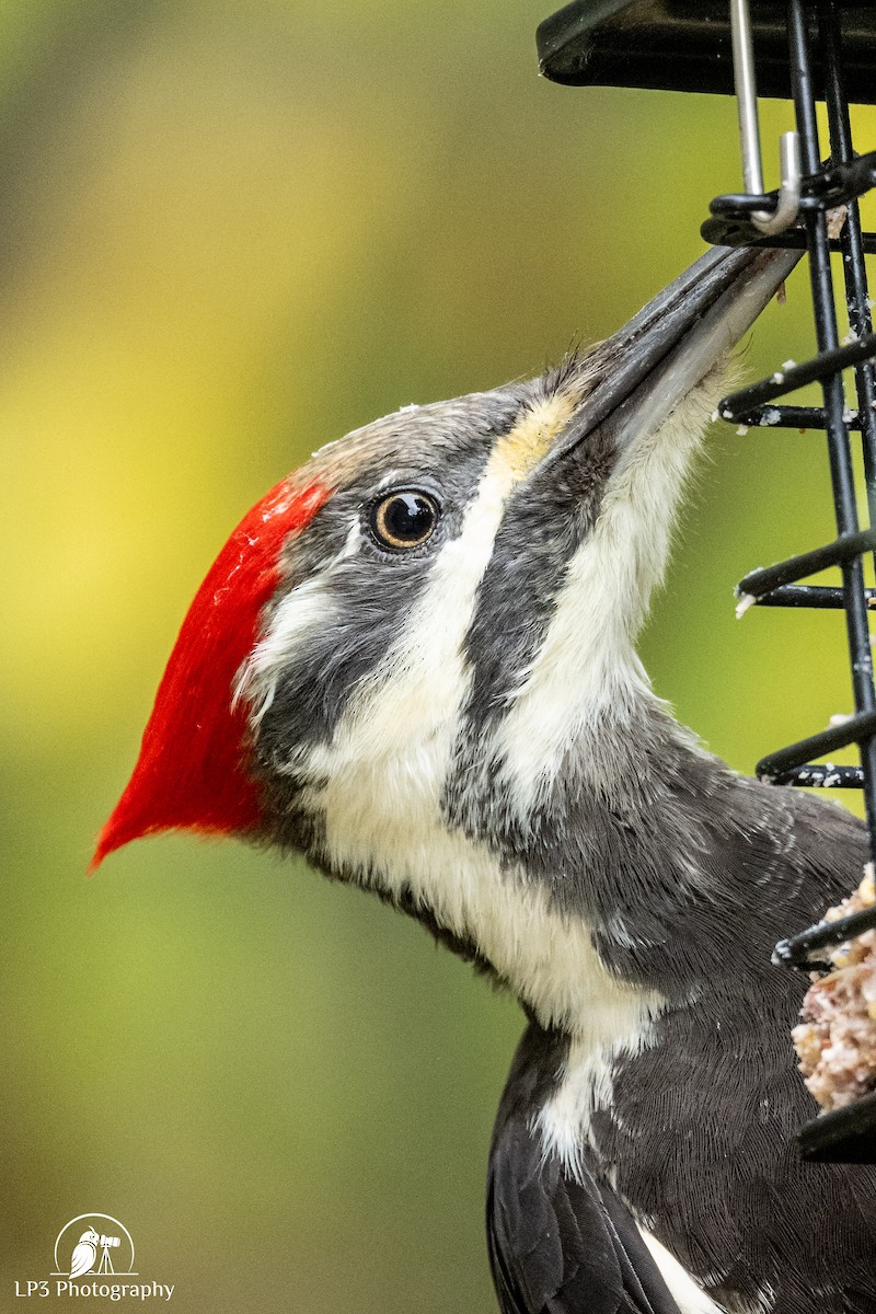 Pileated Woodpecker - ML643613394