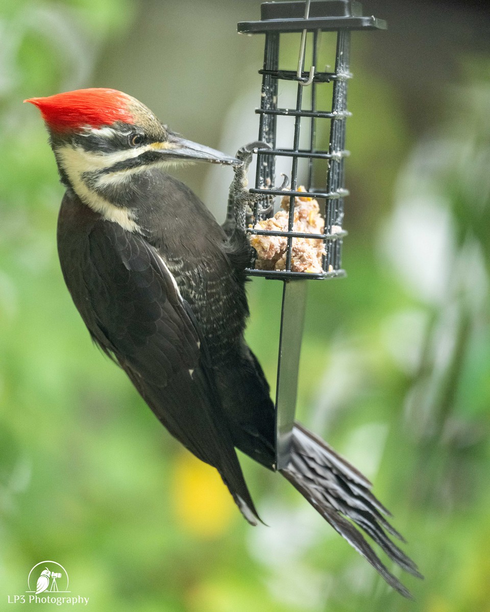 Pileated Woodpecker - ML643613395