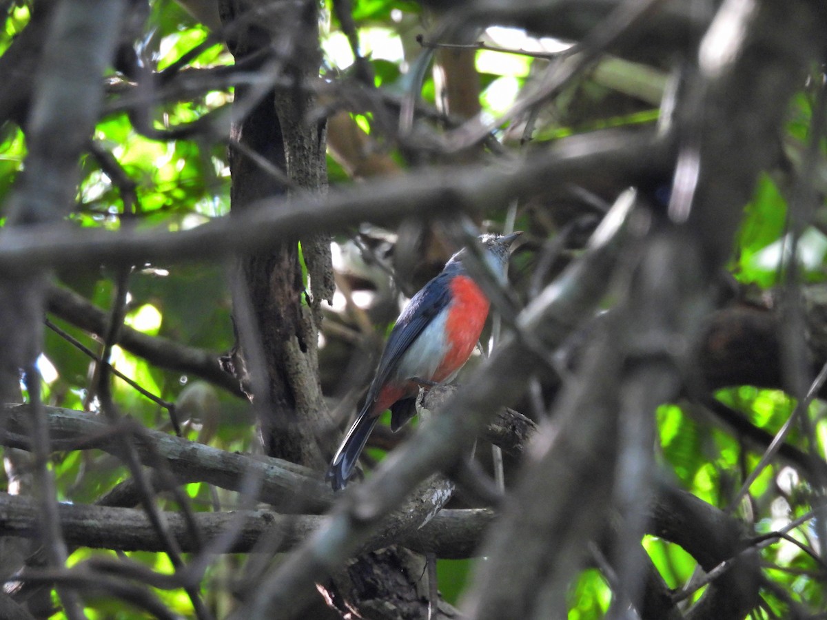 Gray-throated Chat - ML643613400