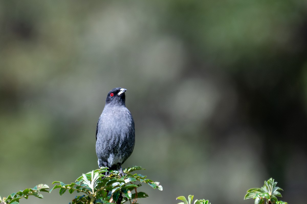 Red-crested Cotinga - ML643613401