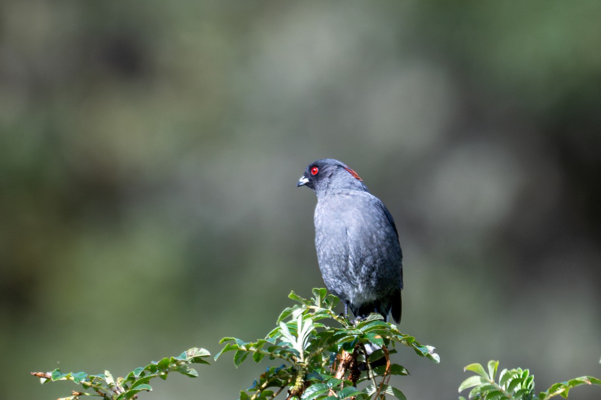 Red-crested Cotinga - ML643613402