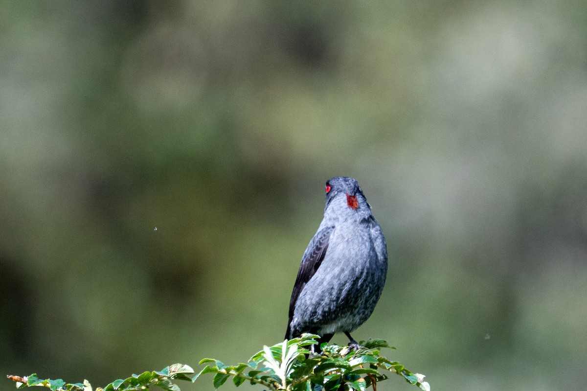 Red-crested Cotinga - ML643613403