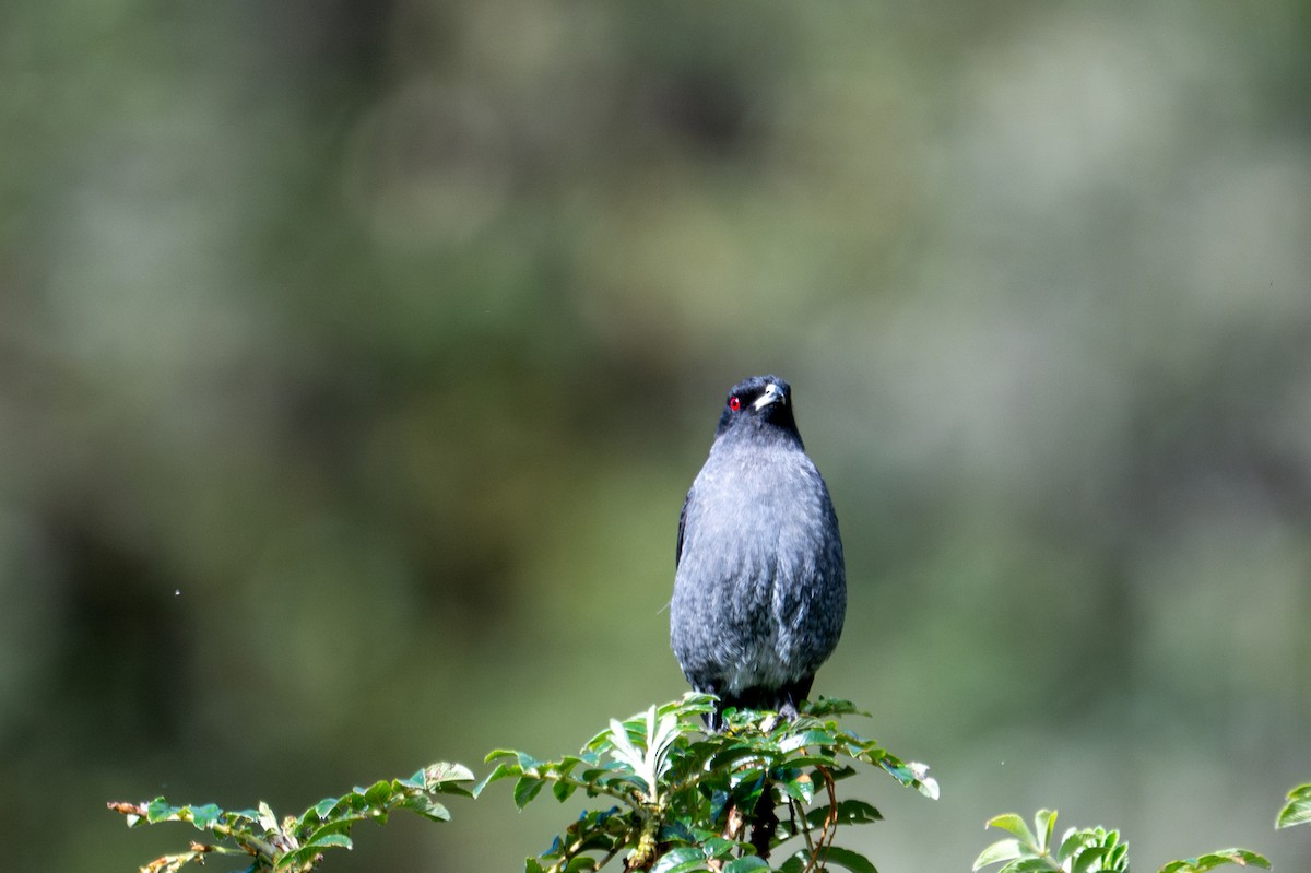 Red-crested Cotinga - ML643613405