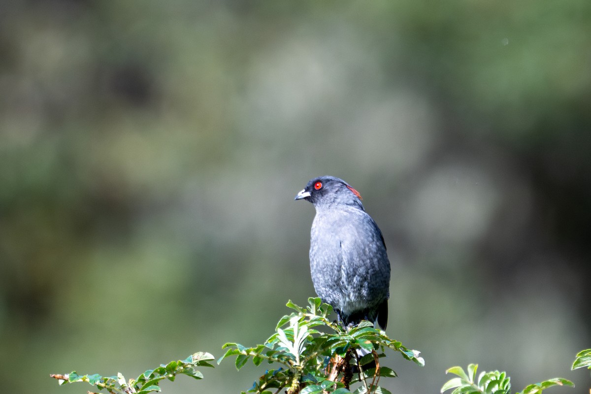 Red-crested Cotinga - ML643613406