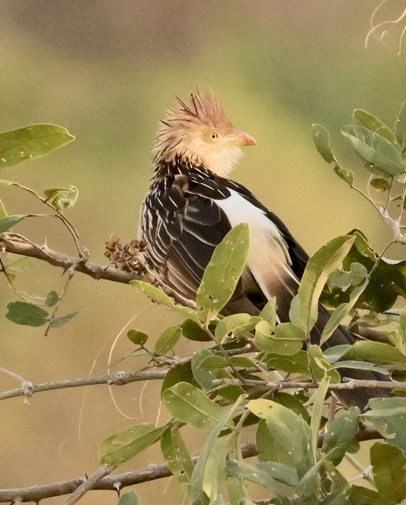 Guira Cuckoo - ML643613424