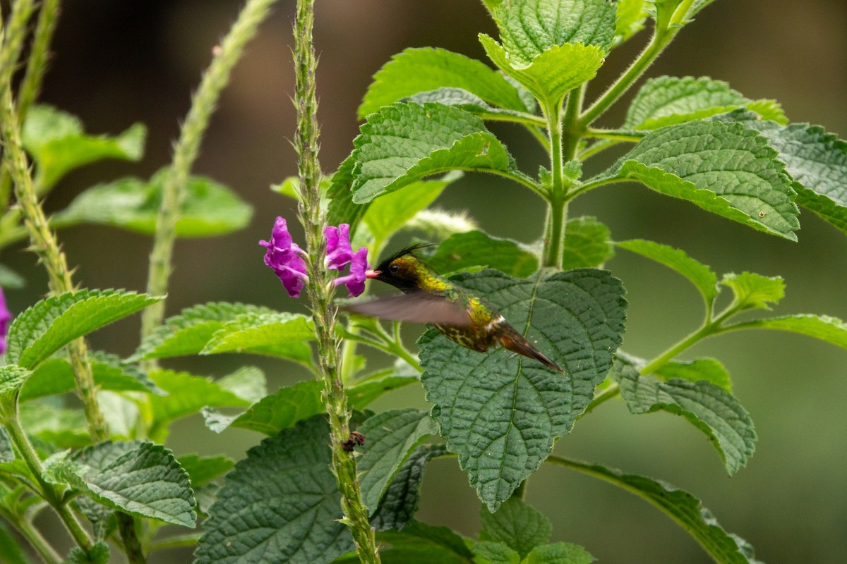Black-crested Coquette - ML643613439