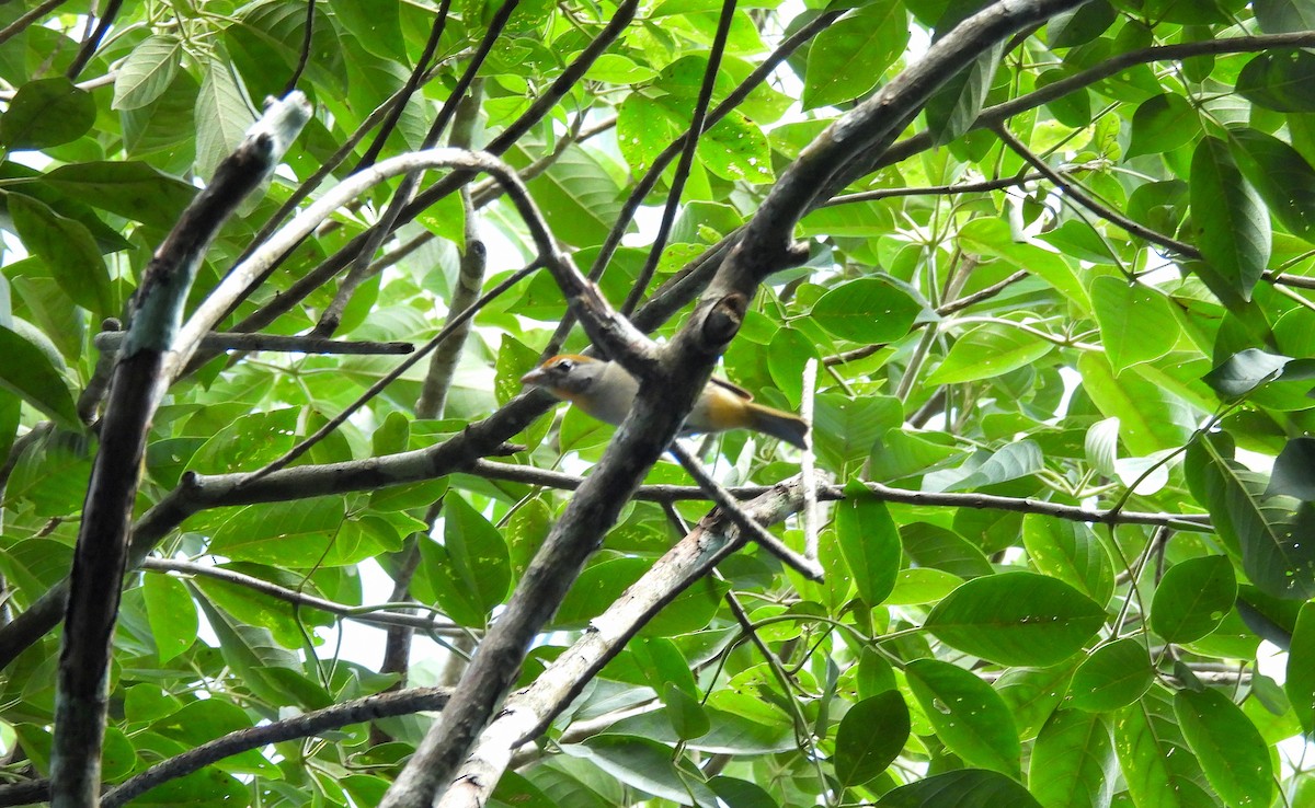 Rose-throated Tanager - ML643613450