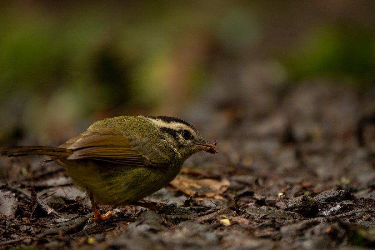 costaricaparula - ML643613503