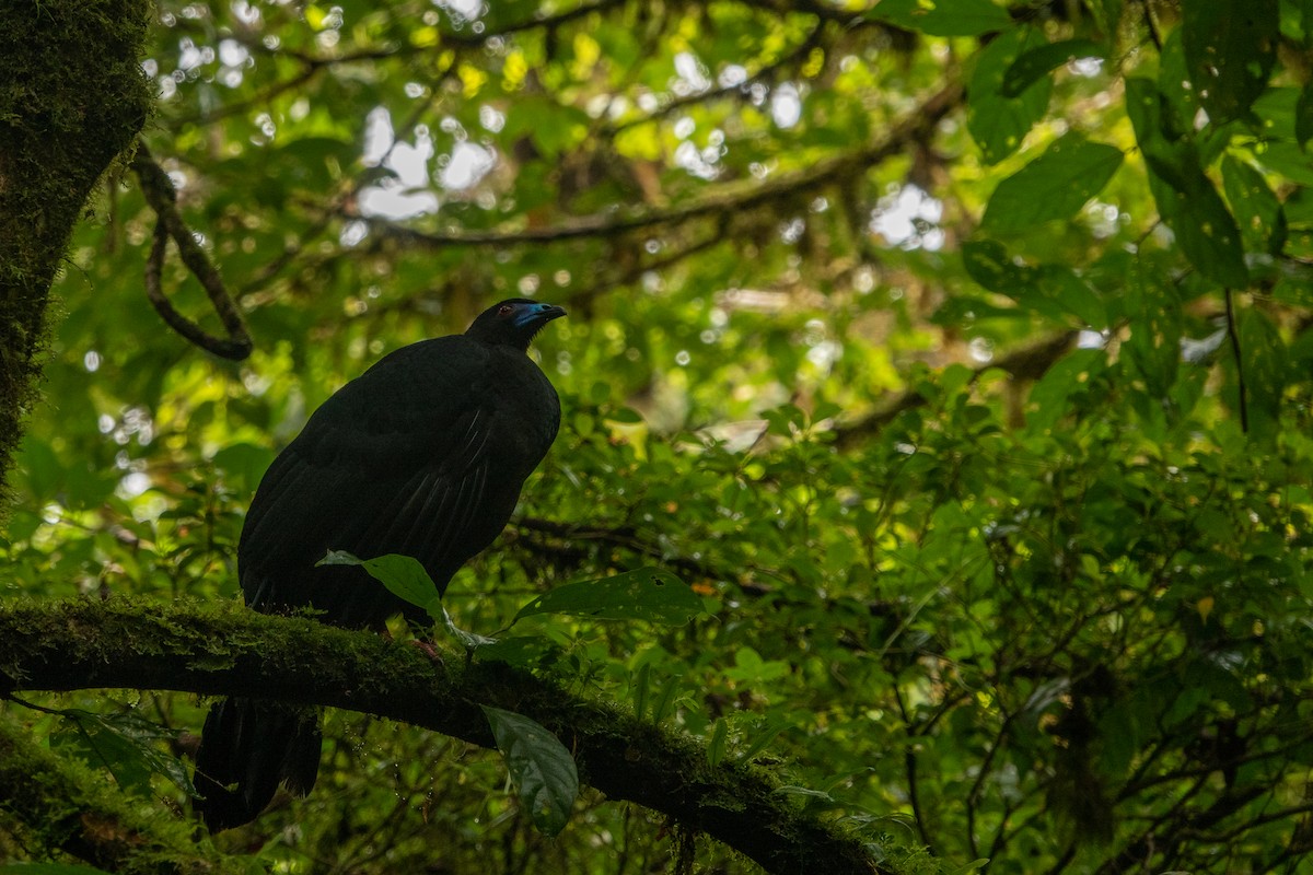 Pénélope unicolore - ML643613519
