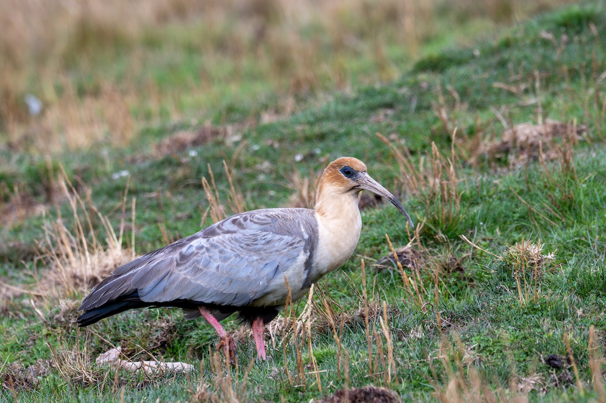 Andean Ibis - ML643613537