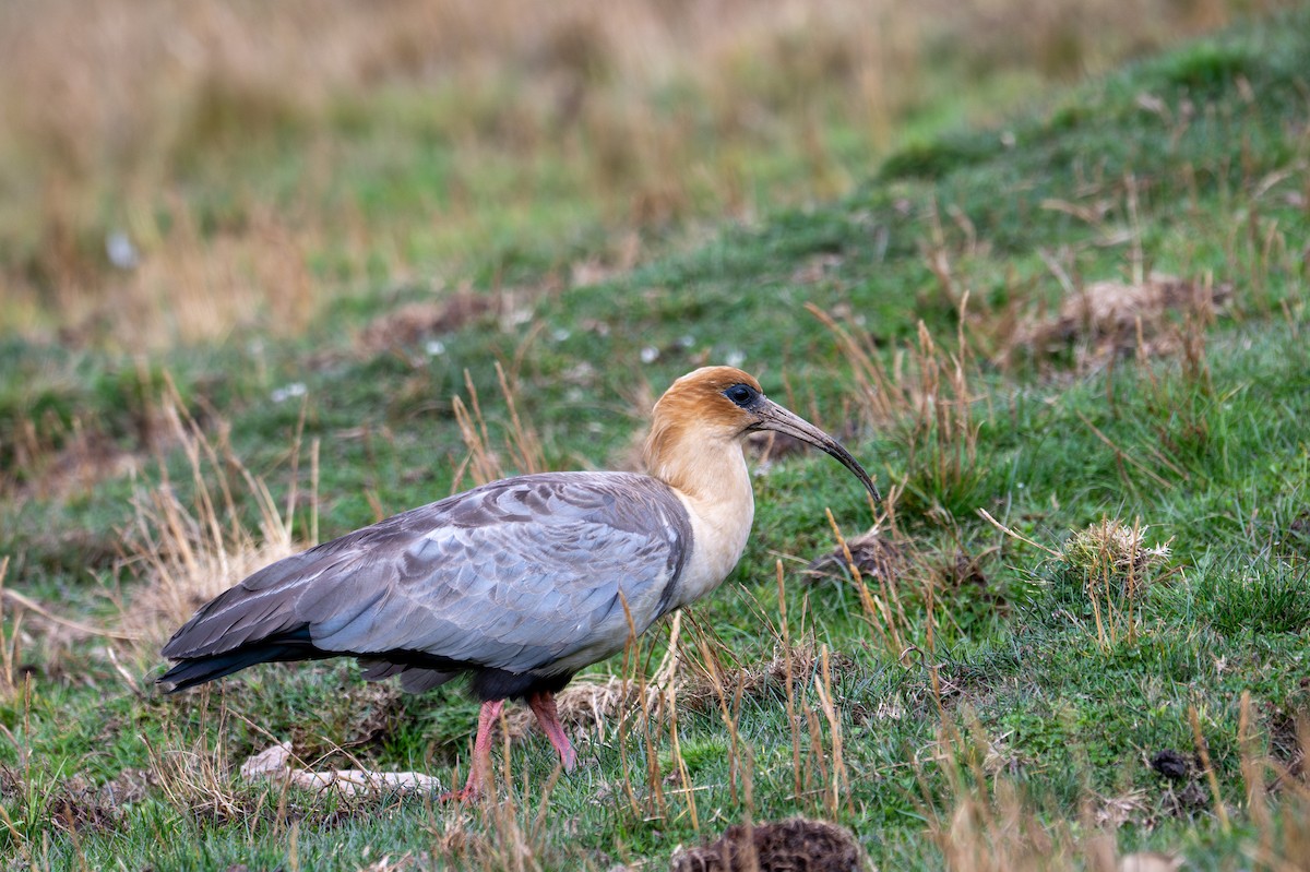 Andean Ibis - ML643613539