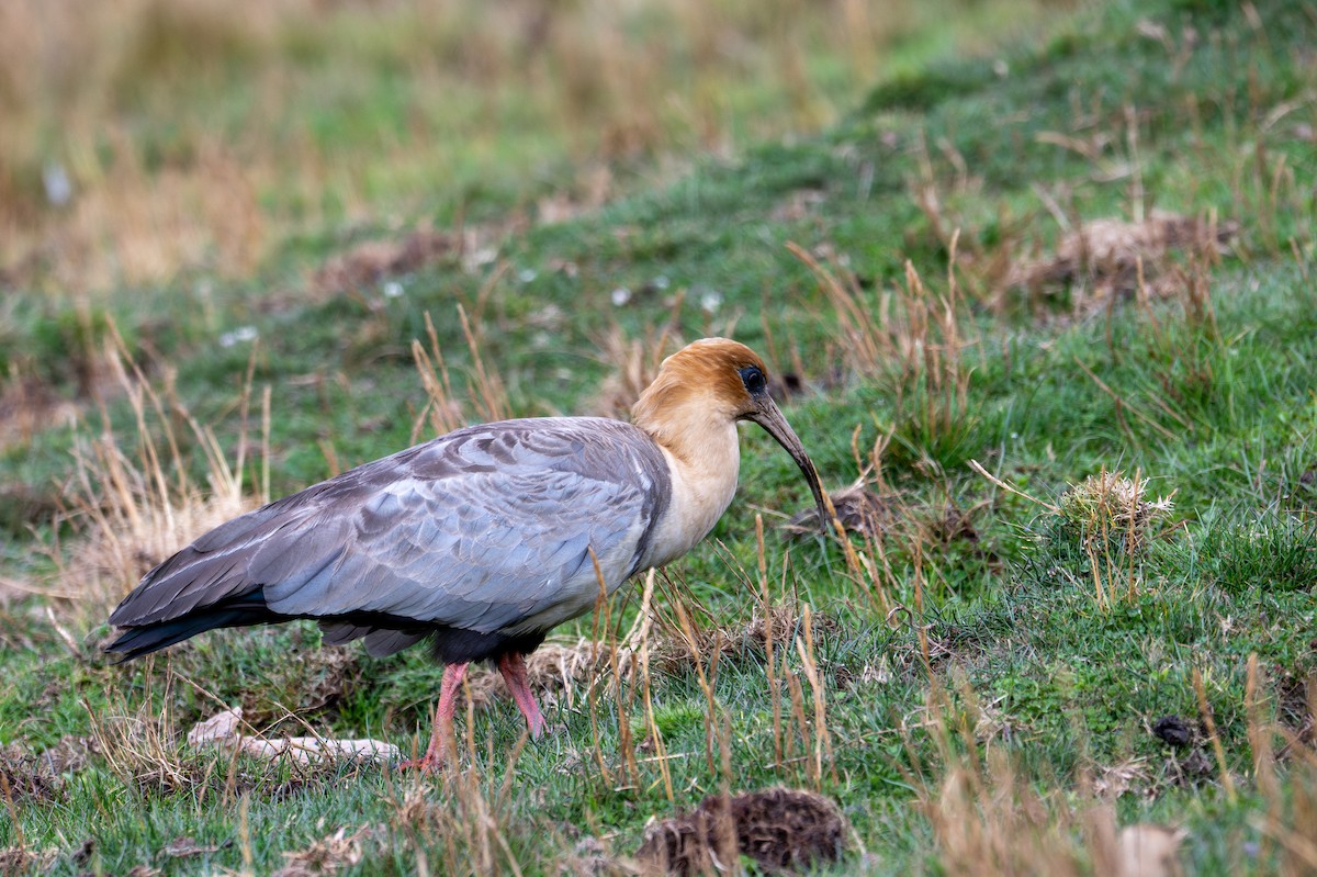 Andean Ibis - ML643613540
