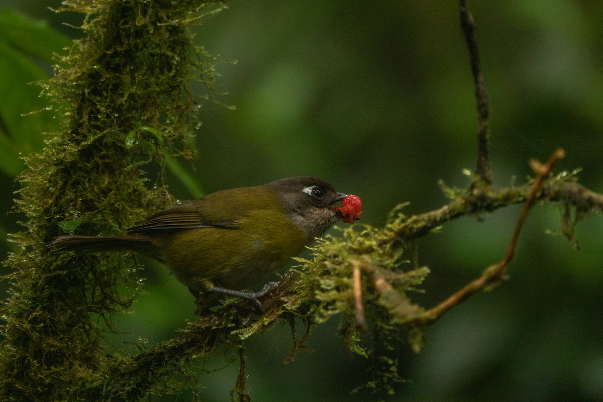 Common Chlorospingus - ML643613560