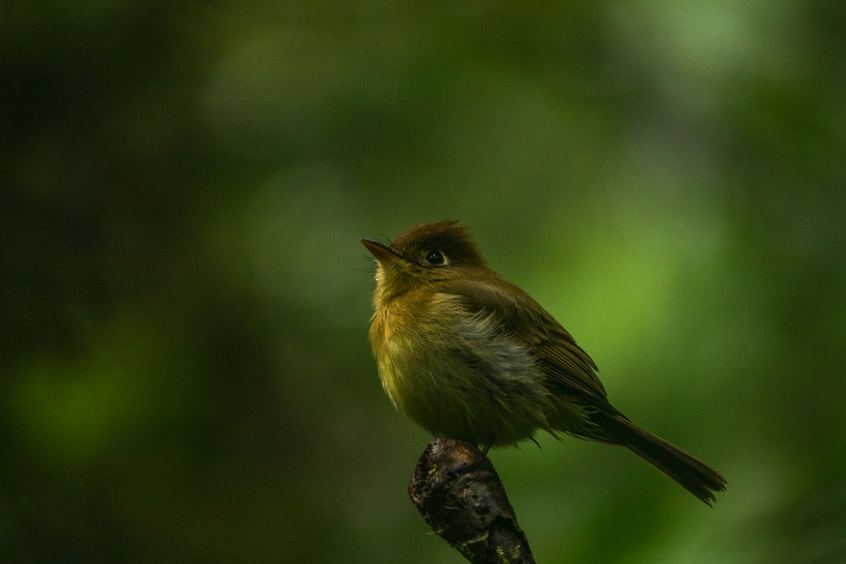 Yellowish Flycatcher - ML643613586