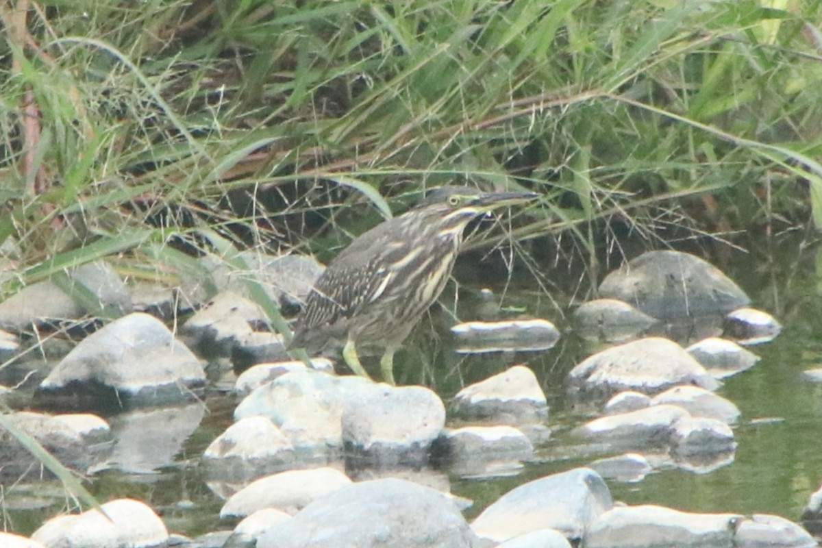 Чапля мангрова мала - ML643613591