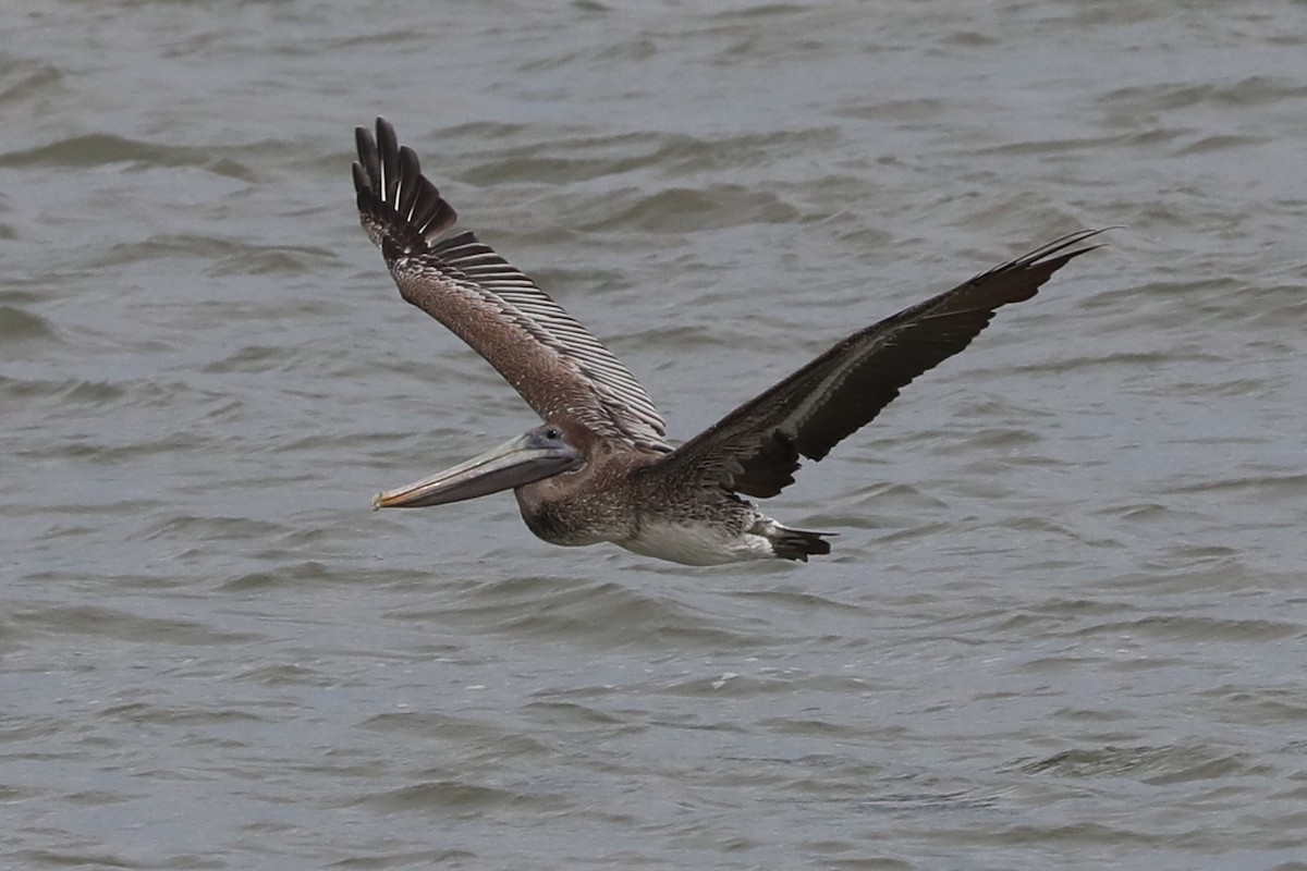 Brown Pelican - ML643613602