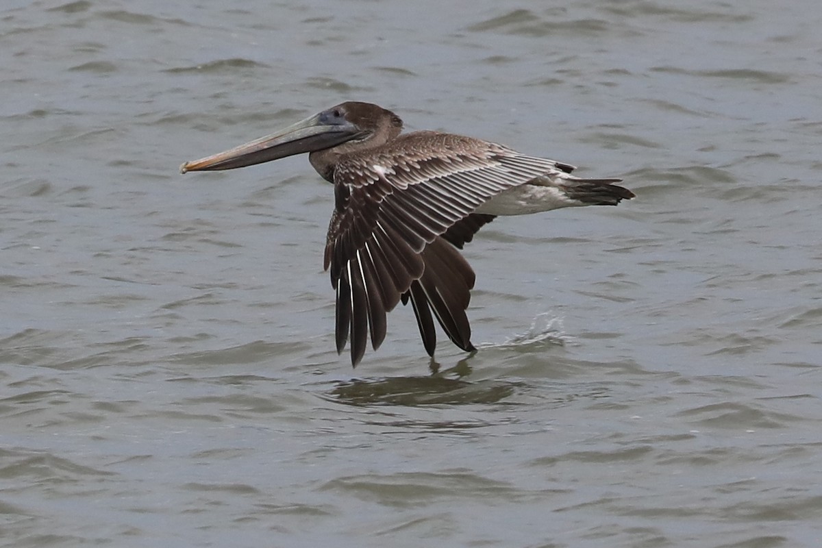 Brown Pelican - ML643613611