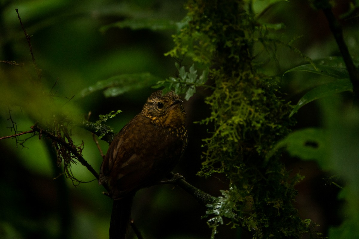 Spotted Barbtail - ML643613622