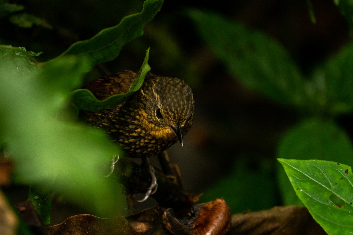 Spotted Barbtail - ML643613623