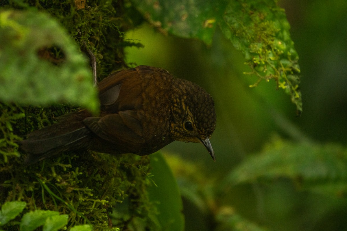 Spotted Barbtail - ML643613624