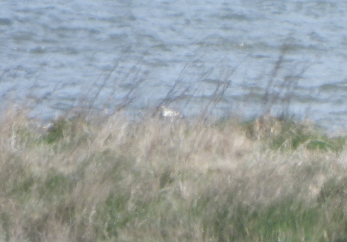 Spectacled Eider - ML643613640