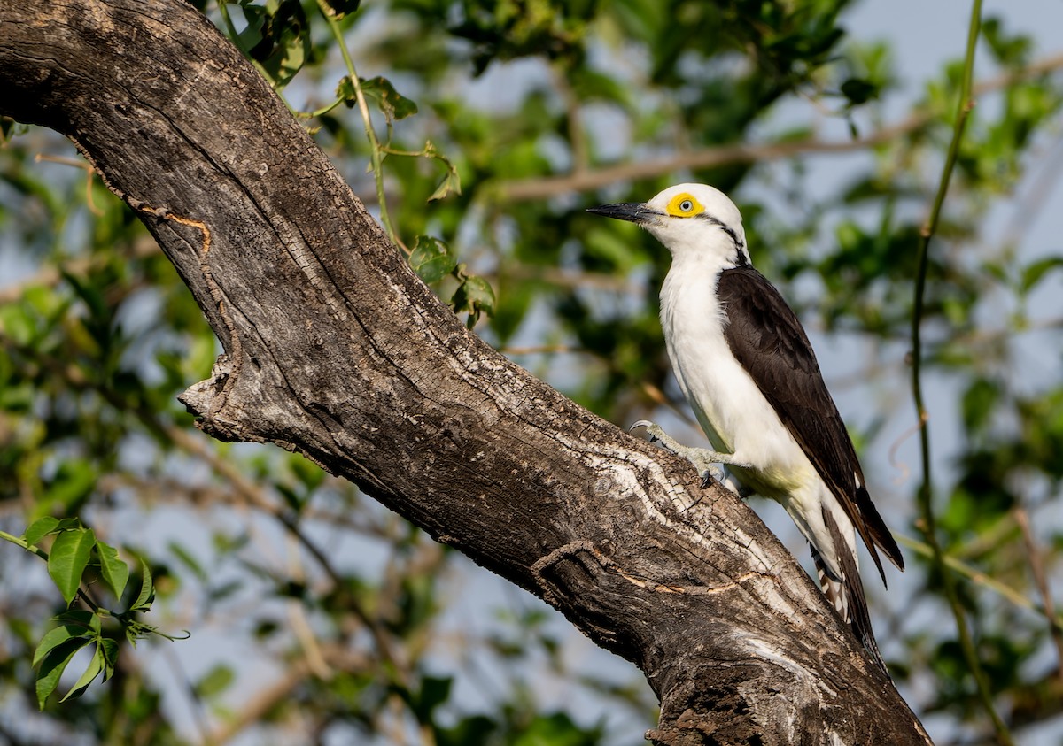 White Woodpecker - ML643613674